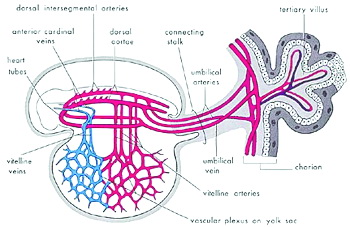  Рис. 4. Вид примитивной сердечно-сосудистой системы эмбриона на стадии алаки. Внешне зародыш с его мешками аналогичен сгустку крови – из-за присутствия относительно большого количества крови в зародыше (Мур и Персо. Развивающийся человек. Изд. 5-е. Стр. 65).  